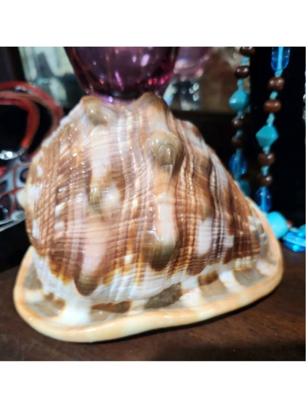 Natural Red Cameo Cypraecassis Conch Sea Shell 6x5x4